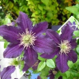 Clematis etoile violet: recenzije, grupa za obrezivanje, njega